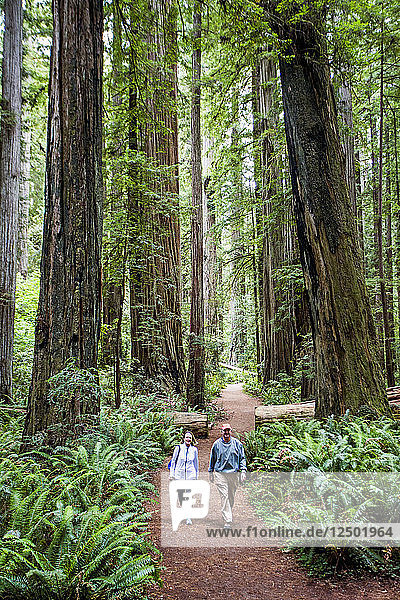 Couple Hiking Through The Towering Trees Along A Trail In Redwoods National Park