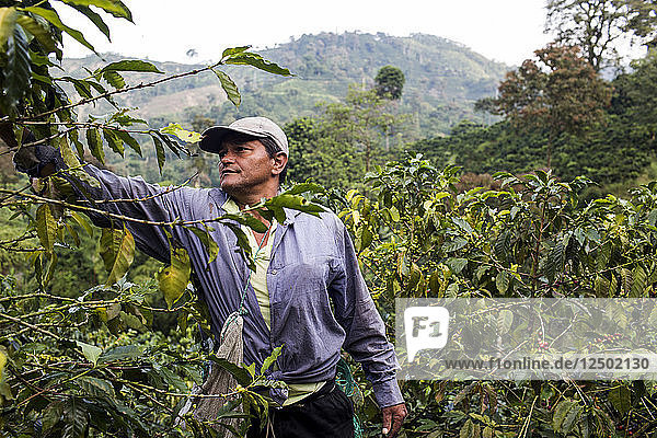 A man harvests coffee beans on a farm in rural Colombia.
