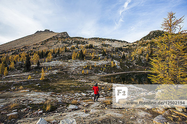 A young man walks in an alpine region alongside the colorful larch trees and steep mountains of the Cascades in the Pasayten Wilderness in Washington.