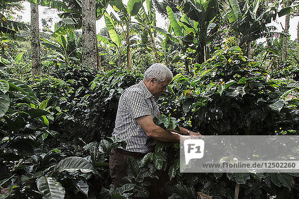 Ein Mann erntet Kaffeebohnen im Wald im ländlichen Kolumbien.