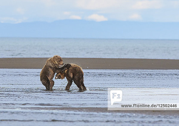 Braunbärenjunge kämpfen im Lake Clark National Park gegeneinander
