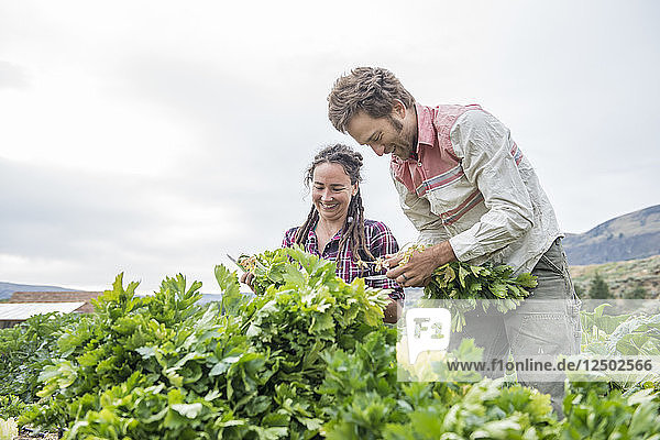 Glückliche Frau und Mann ernten Sellerie auf einer Bio-Farm im Bundesstaat Washington