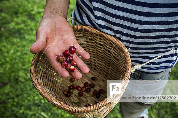 Ein junger Mann hält frisch gepflückte  rote Kaffeebohnen auf einer Farm im ländlichen Kolumbien.