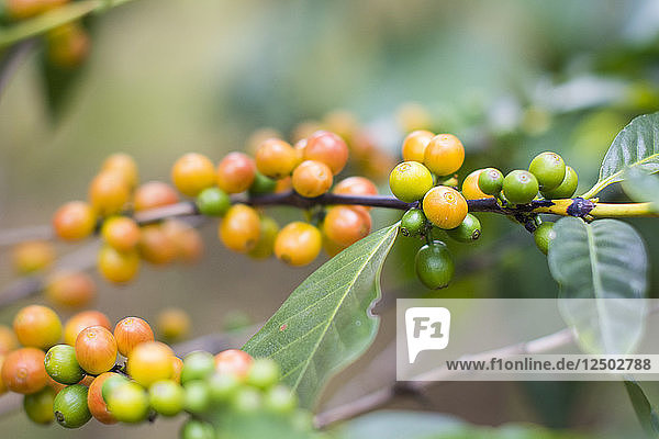 Detail der unreifen  aber farbenfrohen Kaffeebohnen  die in den Kaffeefeldern des Vulkans San Pedro wachsen