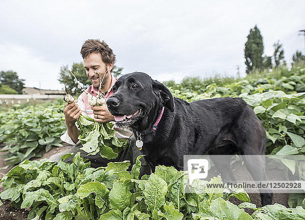 Ein Mann mit seinem Hund erntet weiße Radieschen auf einem Bio-Bauernhof