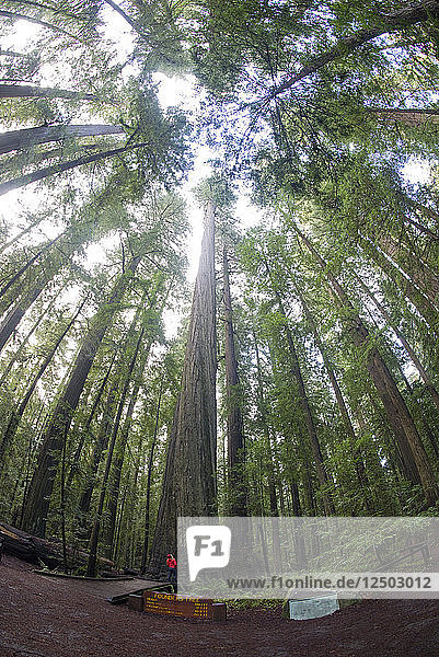 Low Angle View Of Founders Grove At Redwoods State Park  Kalifornien
