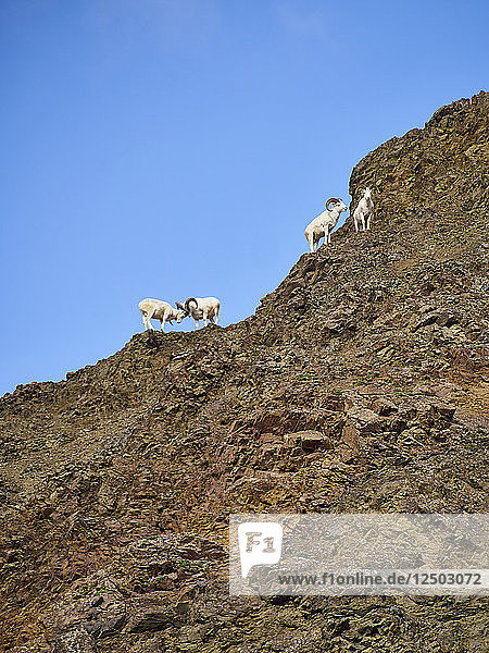 Herde Dall-Schafe auf dem Gipfel eines Berges stehend