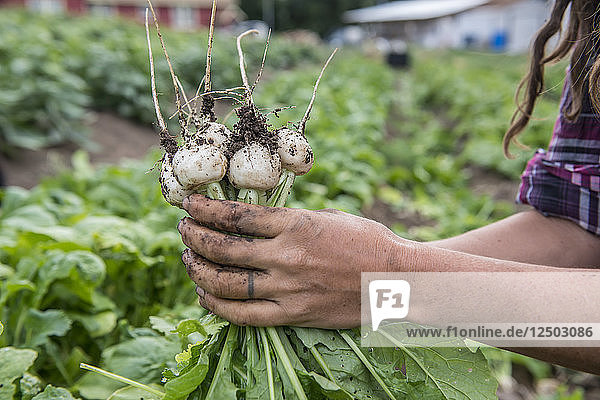 Close Up Of Frau hält frisch geernteten Radieschen auf einem Bio-Bauernhof in Washington State