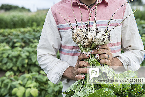 Ein Mann hält frisch geerntete weiße Radieschen auf einer Bio-Farm im Bundesstaat Washington