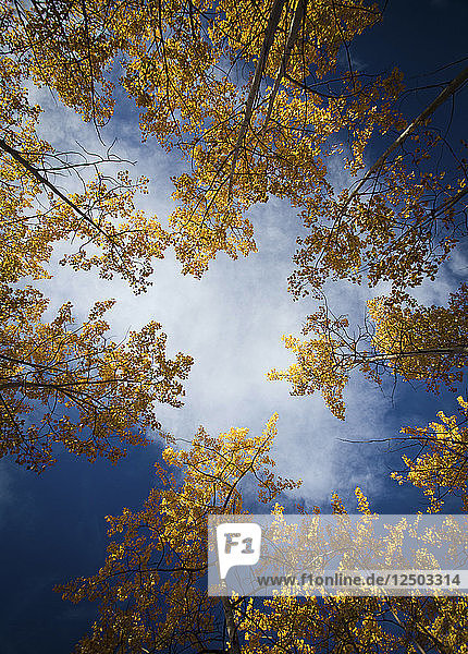 Low Angle View Of Aspen Trees In The Fall