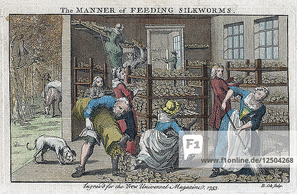 Die Art  Seidenraupen zu füttern  1753. Künstler: Benjamin Cole