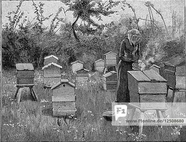 Bienenhaus mit Holzbeuten  Lismore  Irland  1890. Künstler: Unbekannt