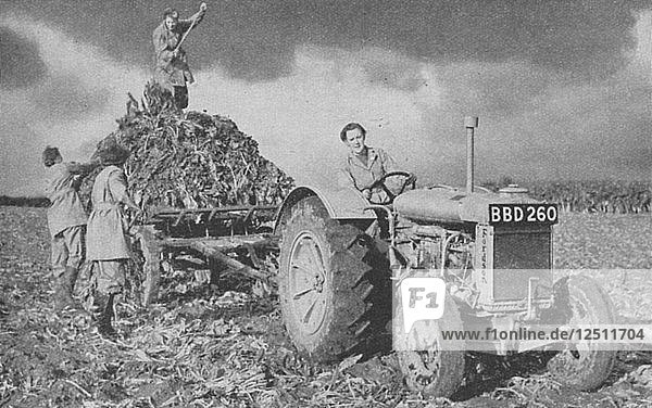 Landwehrfrauen beim Heben einer Ernte  Zweiter Weltkrieg  1940. Künstler: Unbekannt