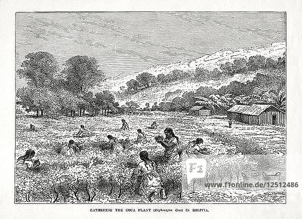 Sammeln der Kokapflanze (Erythroxylum coca) in Bolivien  1877. Künstler: Unbekannt