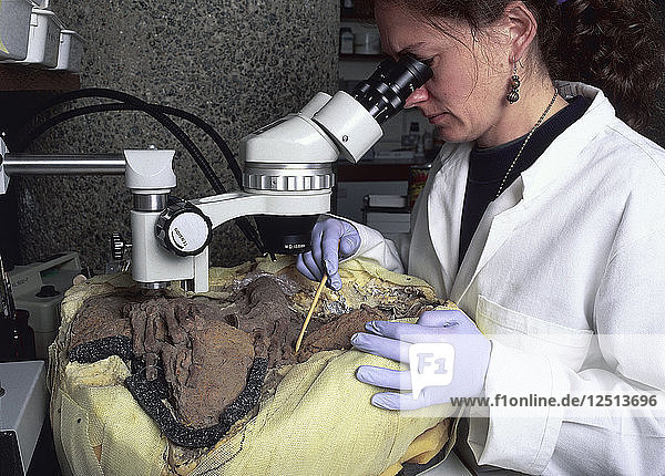 Ein archäologischer Konservator bei der Untersuchung eines Skeletts. Künstler: Unbekannt
