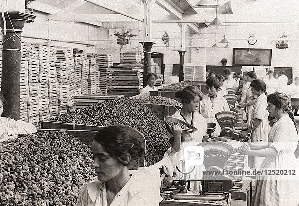 Abwiegen und Verpacken von Rowntree?s Fruit Pastilles  York  Yorkshire  1923. Künstler: Unbekannt