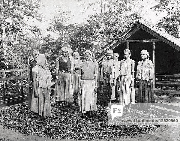 Gruppe von Arbeiterinnen  die vor einem Kakaotrockenhaus stehen  1897. Künstler: Unbekannt