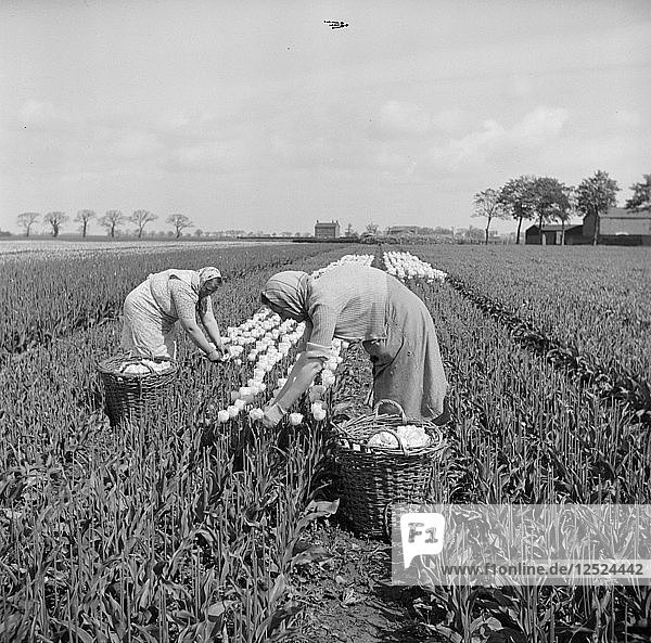 Tulpenpflücken in der Nähe von Fulney  Spalding  Lincolnshire  1951. Künstler: Hallam Ashley