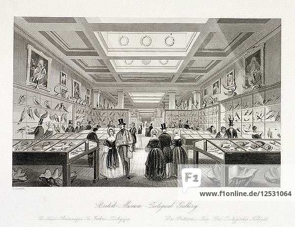 Die Zoologische Galerie  Britisches Museum  Holborn  London  um 1850. Künstler: William Radclyffe