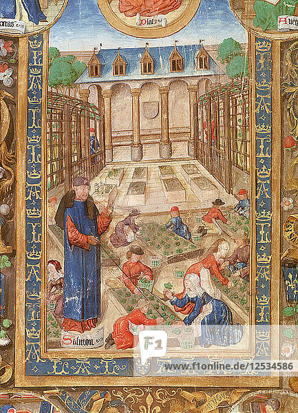 Pharmazeutischer Garten  15. Jahrhundert. Künstler: Unbekannt