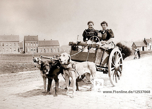 Hunde  die Frauen auf einem Wagen ziehen  Antwerpen  1898 Künstler: James Batkin