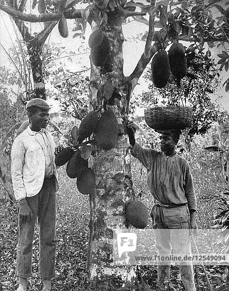 Jackfruit  Jamaika  um 1905  Künstler: Adolphe Duperly & Sohn