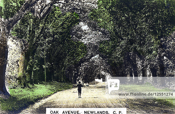 Oak Avenue  Newlands  Johannesburg  Gauteng  South Africa  c1920s.Artist: Cavenders Ltd