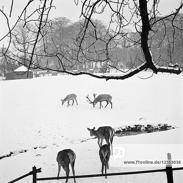 Deer in Golders Hill Park  Hendon  London  1960-1965. Artist: John Gay