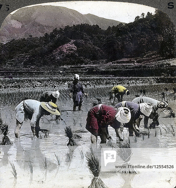 Transplanting rice in a paddy field  Japan  1904.Artist: Underwood & Underwood