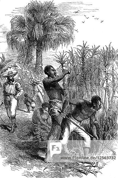 Sklaven bei der Arbeit auf einer Plantage  USA  Ende des 18. Jahrhunderts (um 1880). Künstler: Unbekannt