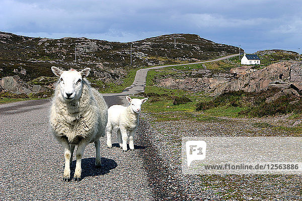 Schafe und Lämmer  Applecross Peninsula  Highland  Schottland.