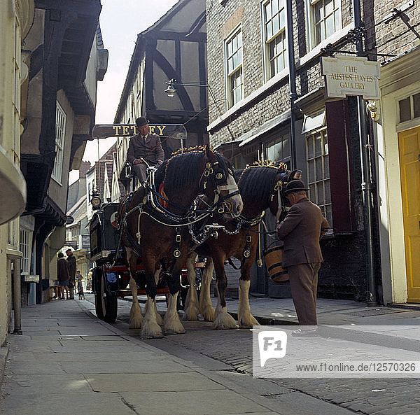 Tetley Shire Pferde in den Shambles  York  North Yorkshire  1969. Künstler: Michael Walters
