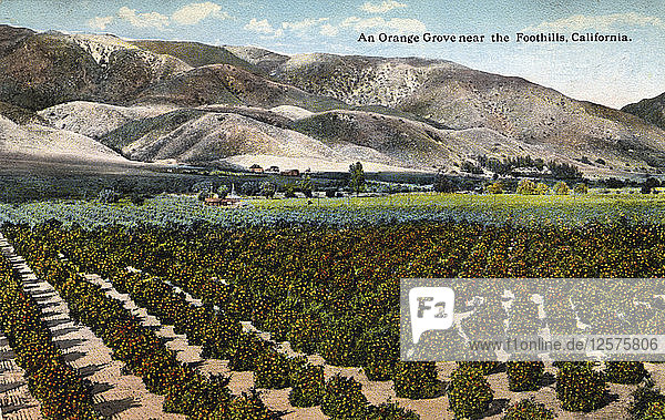 Ein Orangenhain in der Nähe der Foothills  Kalifornien  1915. Künstler: Unbekannt