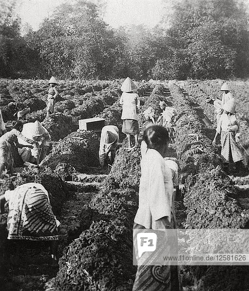 Preparing irrigation channels at a sugar plantation  Java  Dutch East Indies  1927. Artist: Unknown