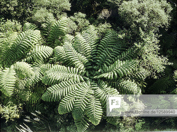 Fern trees in Pohuehue north of Auckland.