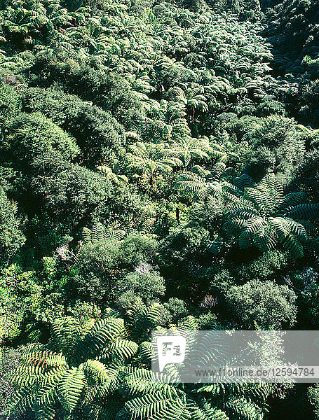 Fern trees in Pohuehue north of Auckland.
