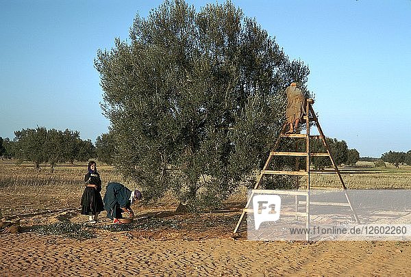 Olivenpflücken in Tunesien. Künstler: Unbekannt