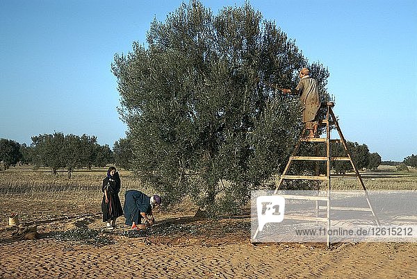 Olivenernte in Tunesien.
