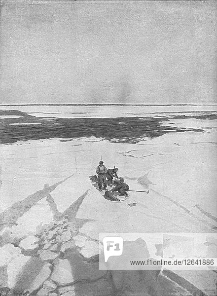 Tötende Robben  1911  (1928). Künstler: Unbekannt.