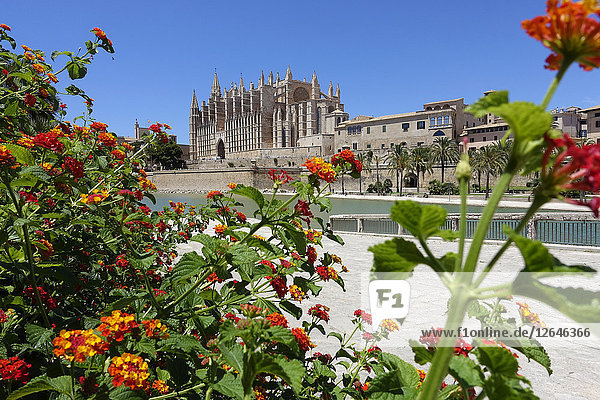 La Seu  Palma de Mallorca  Mallorca  Spanien  Europa