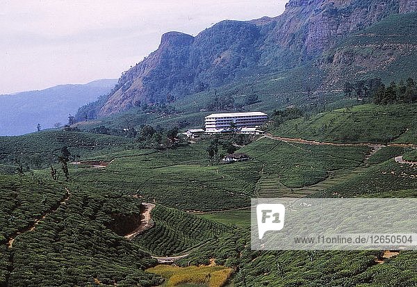Teeplantage und Fabrik  nördlich von Nuwara Eliya  Zentral-Sri Lanka  20. Jahrhundert. Künstler: CM Dixon.