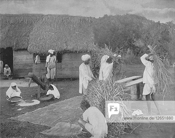 Einheimische Arbeiter bei der Reisvorbereitung in Jamaika  um 1890. Künstler: Unbekannt.