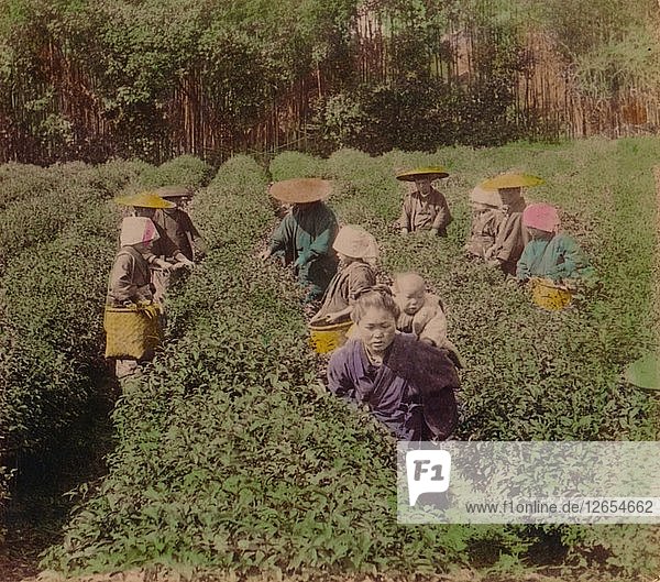 Pflücken des berühmten Uji-Tees in der Nähe von Tokio  Japan  1896. Künstler: Unbekannt.