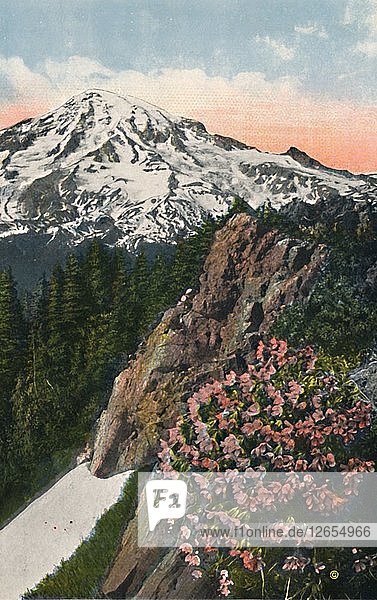 Die Primel auf dem Mount Rainier  um 1916. Künstler: Asahel Curtis.