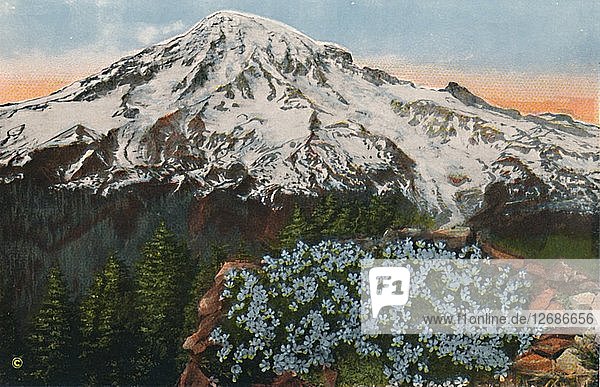Der Phlox auf dem Mount Rainier  um 1916. Künstler: Romans Photographic Company.