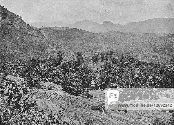 View of Paddy Field from Kadugannawa Pass  c1890  (1910). Artist: Alfred William Amandus Plate.