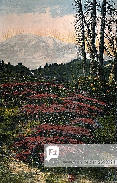 Purple Heather wächst im Mount Rainier National Park  um 1916. Künstler: Asahel Curtis.