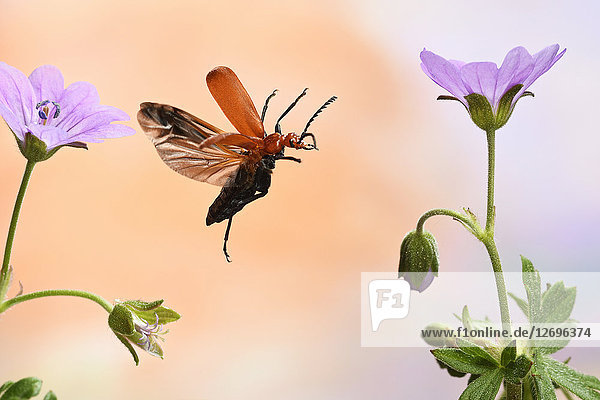 Scharlachroter Feuerkäfer, Pyrochroa coccinea