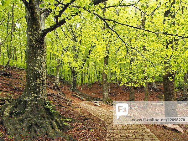 Beech forest (Fagus sylvatica) at Font Bona Fountain site  Sant Marçal area. Springtime at Montseny Natural Park. Barcelona province  Catalonia  Spain.
