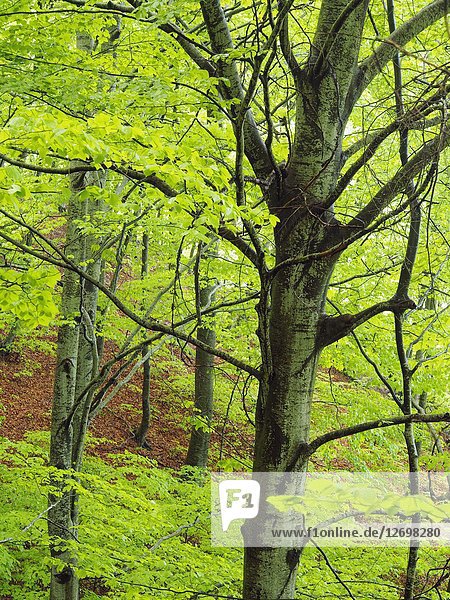 Beech forest (Fagus sylvatica) at Font dels Llops fountain site  Matagalls peak surroundings. Spring time at Montseny Natural Park. Barcelona province  Catalonia  Spain.